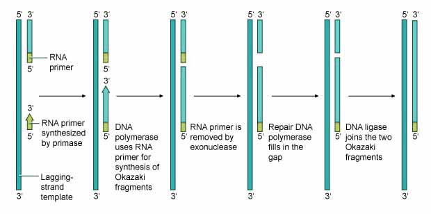 initiation of DNA